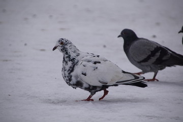Gołębie ,gołębie na śniegu
