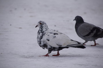 Gołębie ,gołębie na śniegu