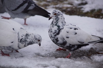 Gołębie ,gołębie na śniegu