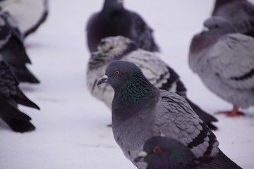 Gołębie ,gołąb na śniegu ,ptactwo zimą