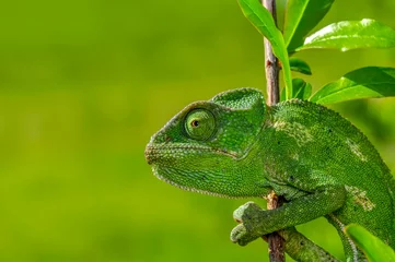 Tafelkleed Mooie groene kameleon zittend op een bloem in een zomertuin © blackdiamond67