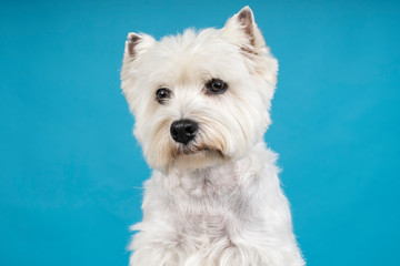 Portrait of a White West Highland Terrier Westie sitting looking at camera isolated on a baby blue background