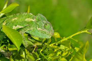 Beautiful  Green chameleon  sitting on flower in a summer garden