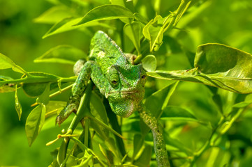 Beautiful  Green chameleon  sitting on flower in a summer garden