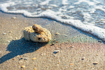coral together at the Florida beach