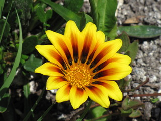 Yellow Daisy with green leaves