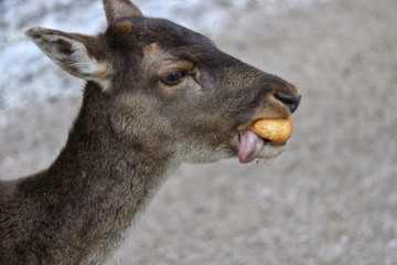 Obraz premium Reh lustig