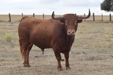 Spanish fighting bull