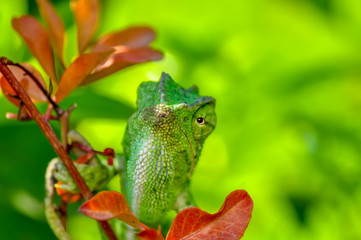 Beautiful  Green chameleon  sitting on flower in a summer garden