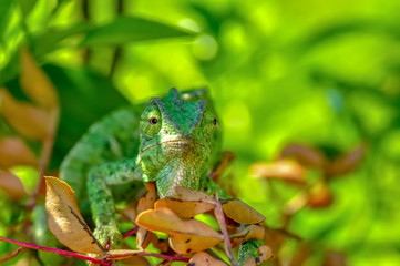 Beautiful  Green chameleon  sitting on flower in a summer garden