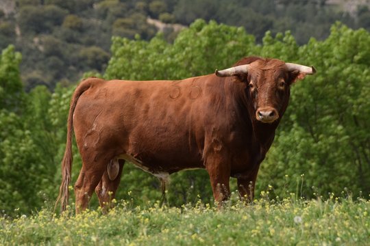 Spanish fighting bull