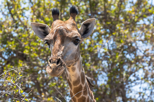 Giraffe head in Kruger Park, South Africa