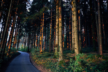 curved road through a forest with tall trees in fall with autumn colors and a warm and chill touch of the sunset