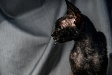 Black old Peterbald is sweet-tempered, affectionate, peaceful, curious, smart, and energetic cat. He is tend to follow their owners and always be with them. Peterbald live in harmony with world.