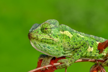 Beautiful  Green chameleon  sitting on flower in a summer garden