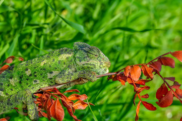 Beautiful  Green chameleon  sitting on flower in a summer garden