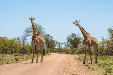 Naklejka na ściany i meble Giraffes together in Kruger Park