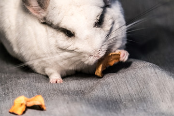 Chinchilla is a cute and pleasant small animal, in appearance very similar to a rabbit.