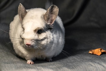 Chinchilla is a cute and pleasant small animal, in appearance very similar to a rabbit.