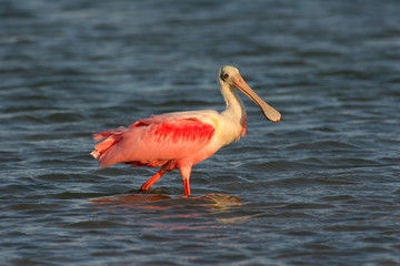 Fototapeta na wymiar Roseate Spoonbill, Platalea ajaja, on the shallows of Fort De Soto State Park, Florida.