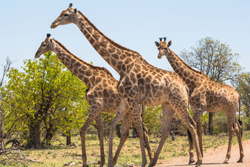 Three giraffes walking together in Kruger Park