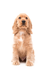 Puppy Cocker Spaniel Photoshoot - Isolated on white background