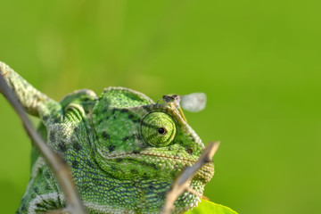 Beautiful  Green chameleon  sitting on flower in a summer garden