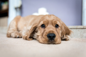 Puppy Cocker Spaniel laying on the floor