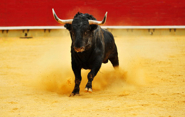 toro en espa&ntilde;a