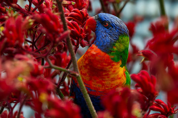 lorikeet © Maciej