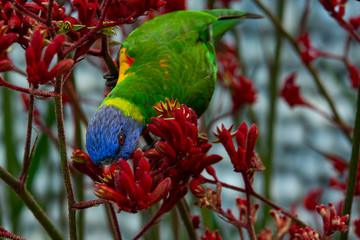 lorikeet © Maciej