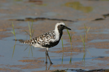 Black-bellied Plover, Pluvialis squatarola, walking on the mud flats of Fort De Soto State park.