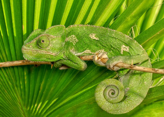 Beautiful  Green chameleon  sitting on flower in a summer garden