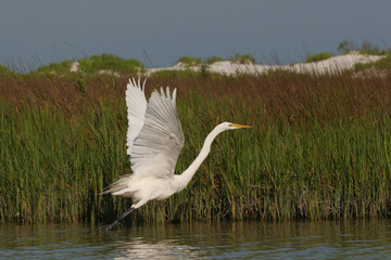 Great Egret, Ardea alba, taking flight in the tidal marshes of Fort De Soto State Park, Florida.