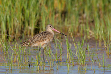 Marbled Godwit, Limosa fedoa, wading amidst the grasses of a tidal marsh in Fort De Soto State Park, Florida.