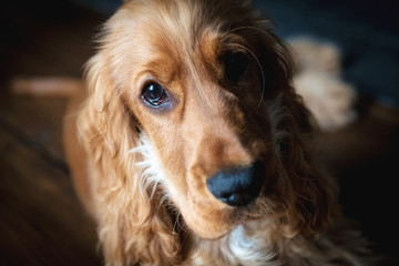 Golden Cocker Spaniel relaxing on a wooden floor