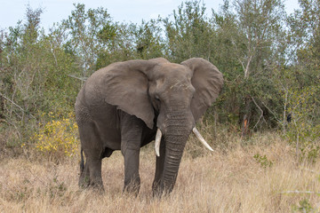 Fototapeta na wymiar Elefant 59