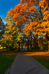 Fototapeta na wymiar Autumn in park in Riga, the Capital of Latvia in Europe on Baltic Sea, beautiful colors of fall, golden leaves and magical atmosphere