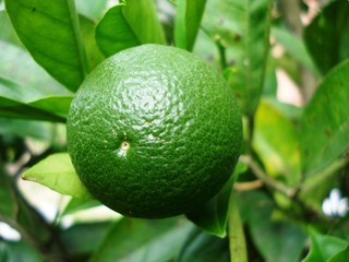 Laranja Verde