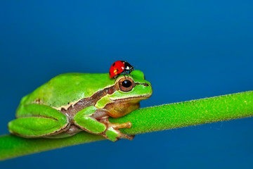 Beautiful Europaean Tree frog Hyla arborea - Stock Image