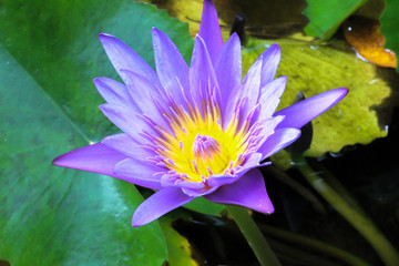 water lily in full blossom