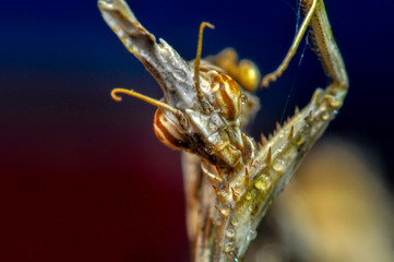 Close up of pair of Beautiful European mantis ( Mantis religiosa )