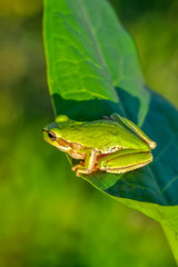 Beautiful Europaean Tree frog Hyla arborea - Stock Image