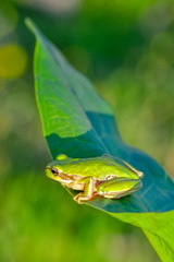 Beautiful Europaean Tree frog Hyla arborea - Stock Image