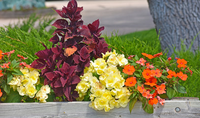 Purple, Yellow and Orange Flowers