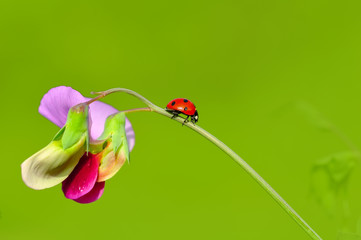 Beautiful ladybug on leaf defocused background
