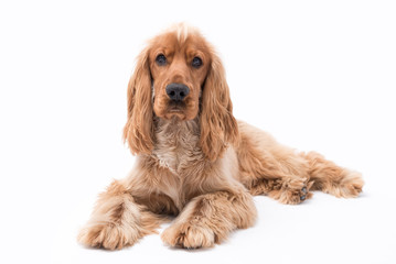 12 Month Golden Cocker Spaniel Photo Shoot