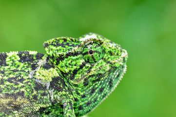 Beautiful  Green chameleon  sitting on flower in a summer garden
