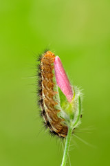 Beautiful   Сaterpillar of swallowtail - Stock Image