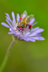 Beautiful  Bee macro in green nature - Stock Image